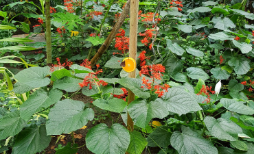 Schmetterlingsfarm in Trassenheide_1